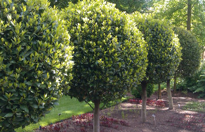 Кто придумал лавровый лист добавлять в еду, ведь раньше из него делали венки