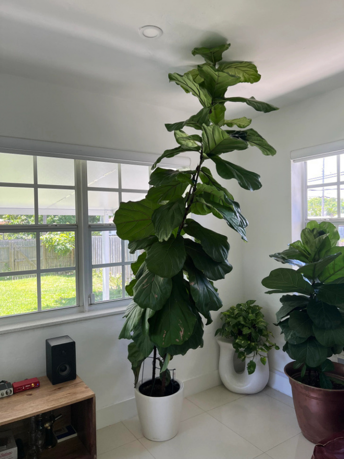 13 растений, которые смогли удивить своих владельцев