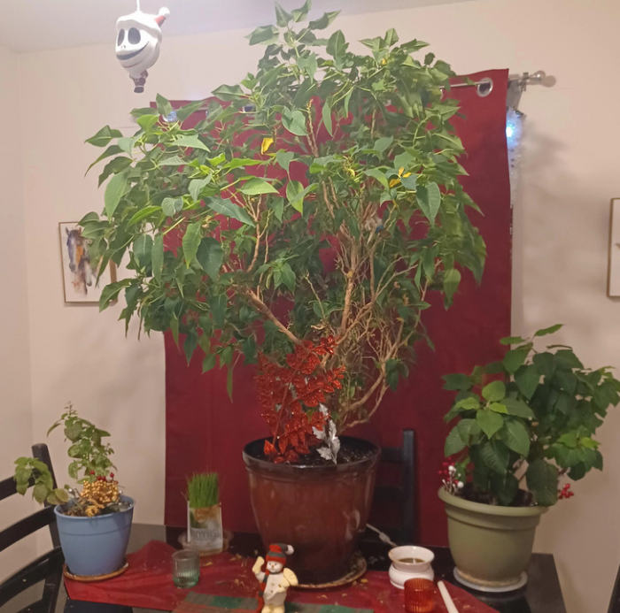 13 растений, которые смогли удивить своих владельцев