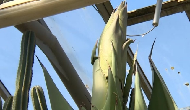 В Ботаническом саду зацвела пожилая агава