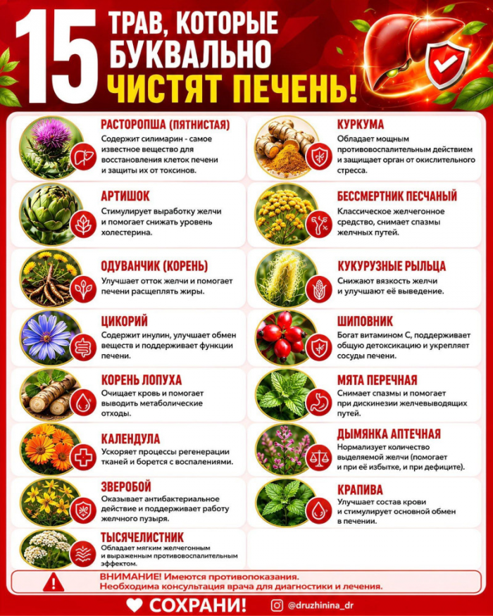 Здоровье>15 ТРАВ, КОТОРЫЕ БУКВАЛЬНО ЧИСТЯТ ПЕЧЕНЬ!!