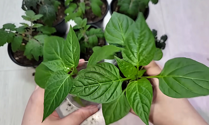 Майская для помидоров, перцев и рассады. Капля йода и даже в холода будет идти в рост