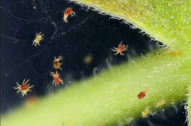 Простые способы, как избавиться от паутинного клеща. Мелкий, но опасный вредитель