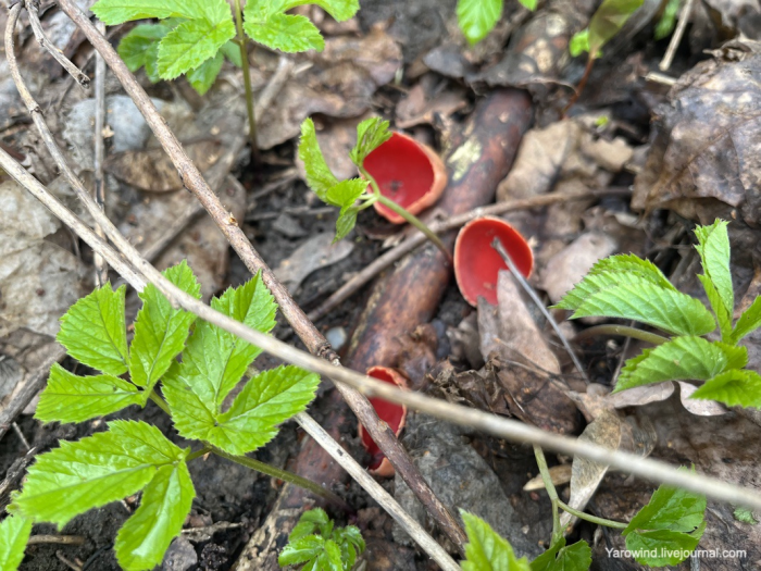 Сезонные вкусы апреля