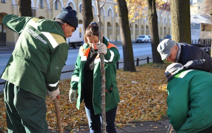 Как петербуржцы могут получить орден на высадку саженцев