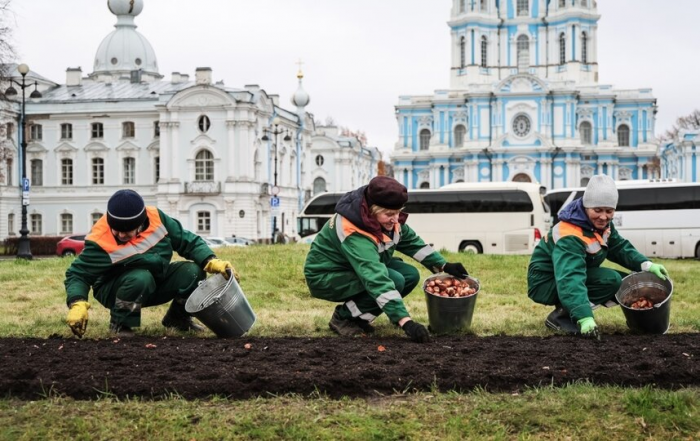 В Петербурге садовники высадят 300 тысяч луковиц цветов