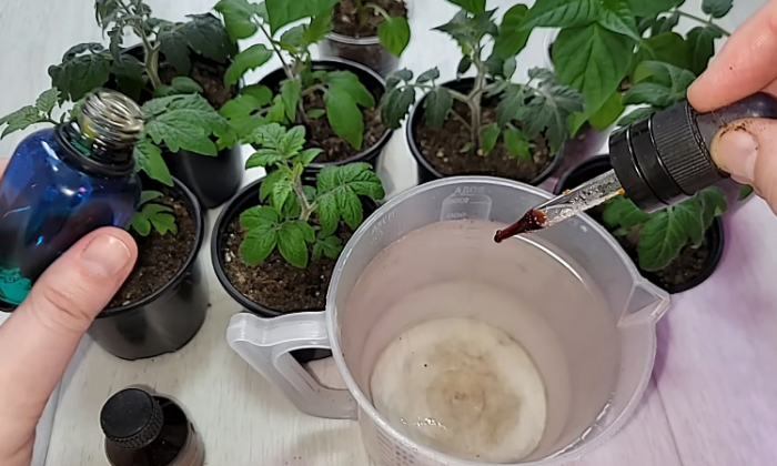 Майская для помидоров, перцев и рассады. Капля йода и даже в холода будет идти в рост