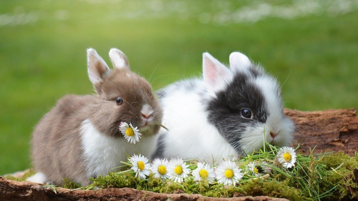 Чем кормить кроликов и как разнообразить их рацион: 4 вида разрешенной еды и список запретов