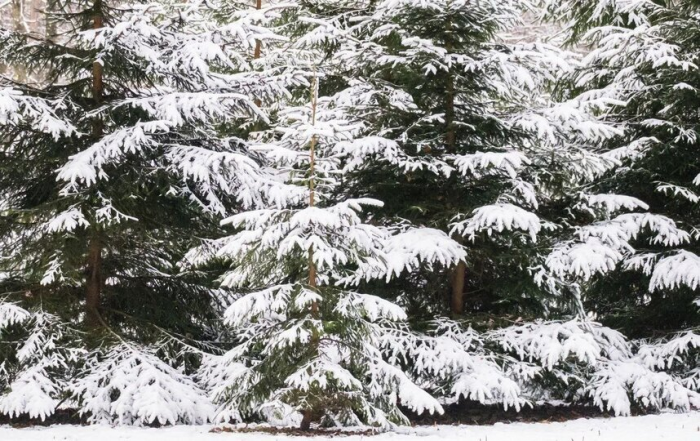 В Петербурге стартуют легальные ёлочные базары