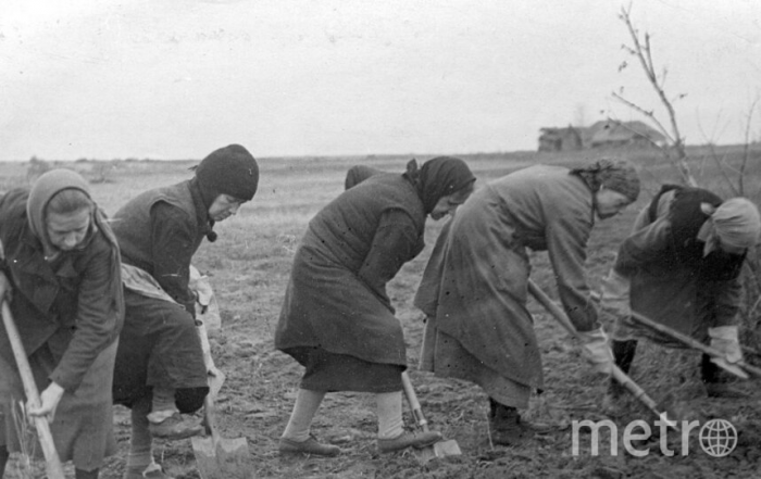 В блокадном Ленинграде урожай охраняли от жуков, крыс и воров